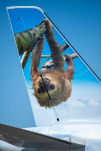 Tico the Sloth lands at Juan Santamaría International Airport, MTB Events. Image shows plane with tico the sloth on the tail